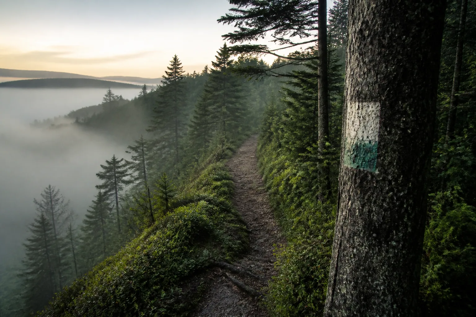 Narrow dirt path climbing a forested ridge at first light, pale mist pooled in the valley below, a painted rectangular trail blaze on a damp tree trunk in the foreground, no people, cool green-grey light, 1920x1080